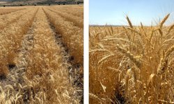 ETİ’den kurak iklim koşullarına dayanıklı yerli buğday çeşidi: Kanatlı buğdayı