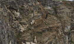 İtfaiye ekipleri 15 oğlak ve keçiyi kurtardı