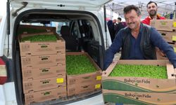 Kocaeli’de çiftçilere sebze fidesi desteği