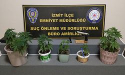Saksı içinde 8 kök Hint keneviri ele geçirildi