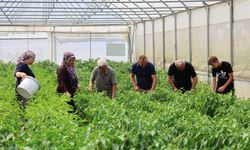 Sera desteği üretime güç kattı