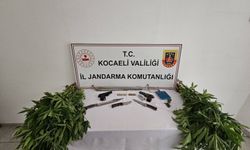 Kocaeli Jandarması 66 kök kenevir bitkisi ve birçok silah ele geçirdi