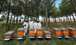 Bilinçli üretim, Kocaeli’nin balını Türkiye’ye taşıyor