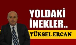 Yoldaki inekler ..