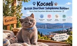 Kocaeli British Shorthair Sahiplenme Rehberi: Yavru kedi seçerken bilmeniz gerekenler