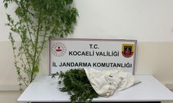 Jandarma’dan kubar esrar ve kenevir operasyonu: 1 kişi tutuklandı