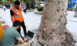 Asırlık ağaçlar tomografiyle korunacak