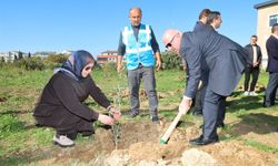 Zeytin Festivali’nde zeytin fidanları toprakla buluştu