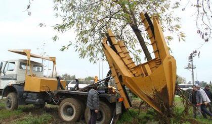 Ağaçlara zarar verilmeden başka yere dikiliyor