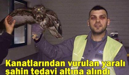 Kanatlarından vurulan yaralı şahin tedavi altına alındı