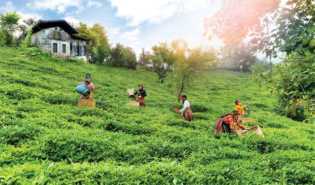 Doğuş Çay yılda 2 milyon ton tarım ürününü ekonomiye kazandırıyor