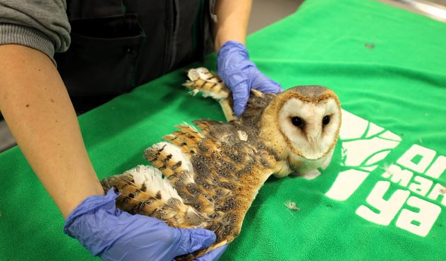 Bu merkez yaban hayvanlarına umut oluyor