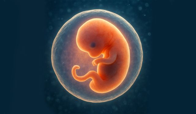 Embriyo, Türkiye’de de çocuk sayılırsa neler olur?