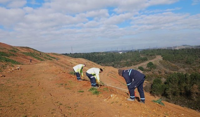 Balçık'ta 4 bin 500 sedir ağacı toprakla buluştu