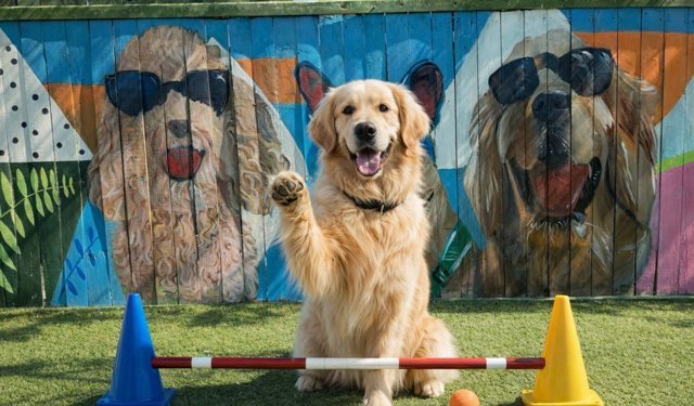 Şanslı köpekler bayramı otelde geçirecek