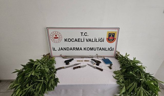 Kocaeli Jandarması 66 kök kenevir bitkisi ve birçok silah ele geçirdi