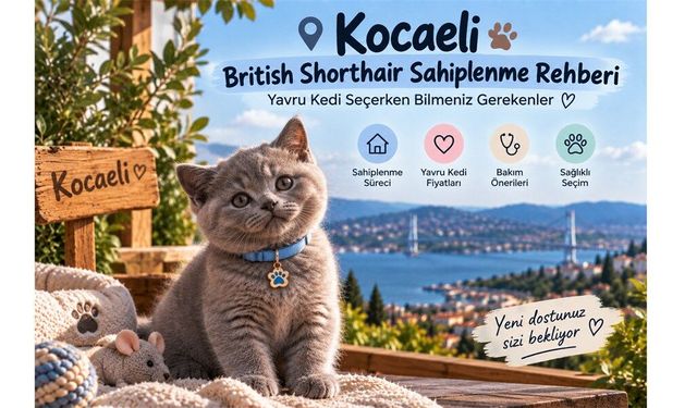 Kocaeli British Shorthair Sahiplenme Rehberi: Yavru kedi seçerken bilmeniz gerekenler
