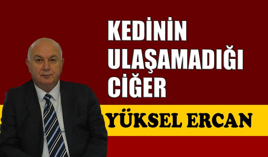 Kedinin ulaşamadığı ciğer