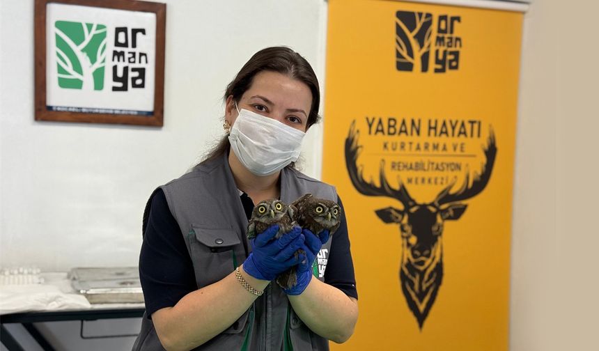 İtfaiyeden baykuş operasyonu
