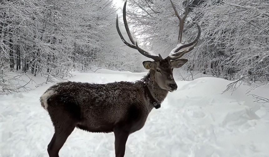 Kuzuyayla’da bayram ve kar sevinci bir arada
