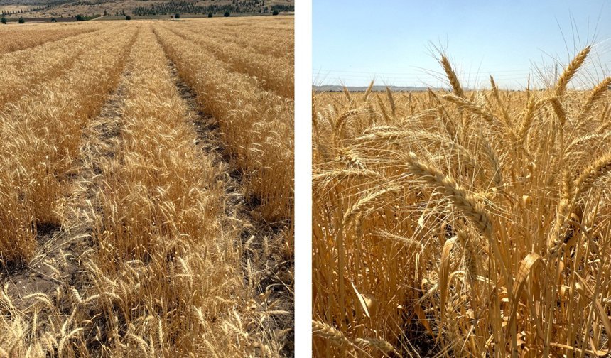 ETİ’den kurak iklim koşullarına dayanıklı yerli buğday çeşidi: Kanatlı buğdayı