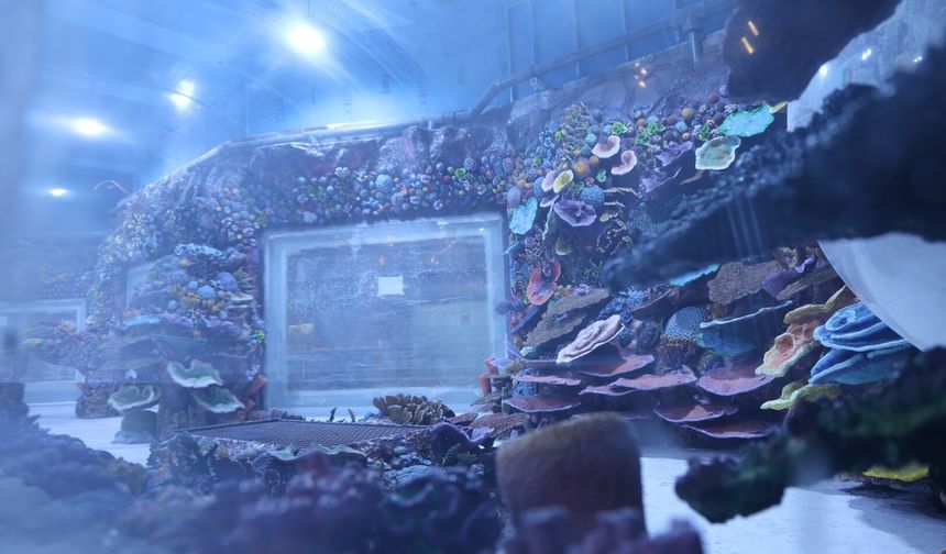 30 farklı akvaryum eşsiz bir gezi yaşatacak