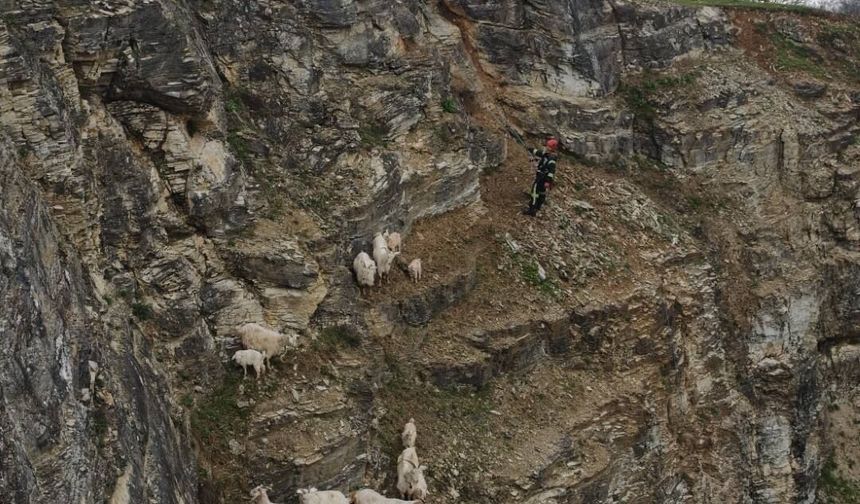 İtfaiye ekipleri 15 oğlak ve keçiyi kurtardı