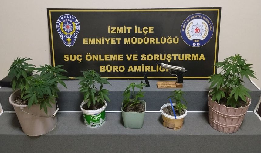 Saksı içinde 8 kök Hint keneviri ele geçirildi
