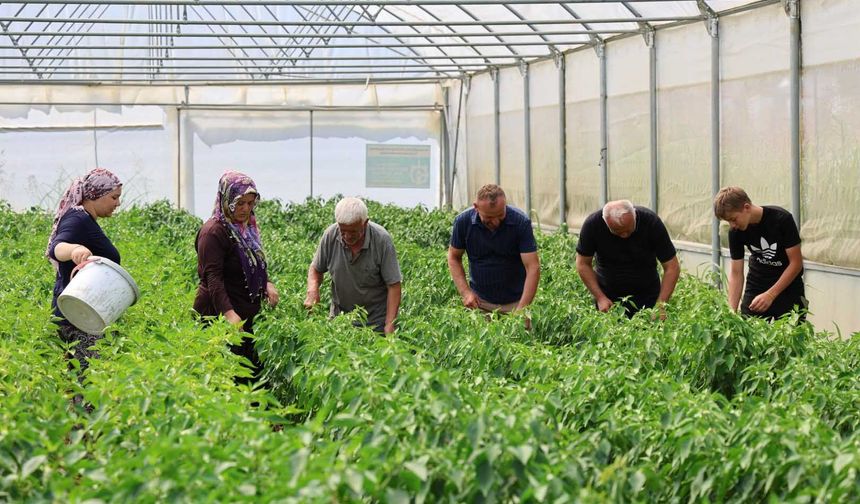 Sera desteği üretime güç kattı