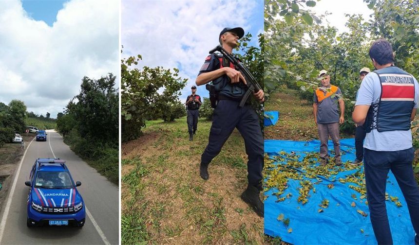 Kocaeli Jandarması fındık hırsızlığına karşı önlemlerini aldı