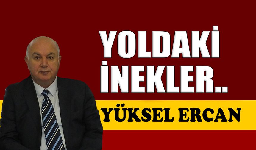 Yoldaki inekler ..