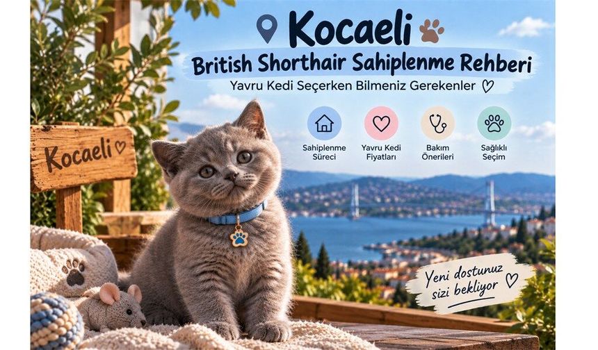 Kocaeli British Shorthair Sahiplenme Rehberi: Yavru kedi seçerken bilmeniz gerekenler