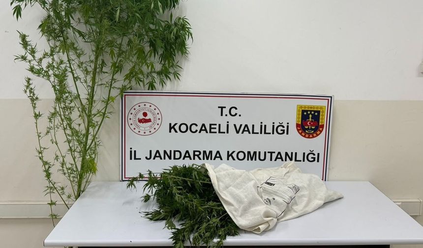 Jandarma’dan kubar esrar ve kenevir operasyonu: 1 kişi tutuklandı