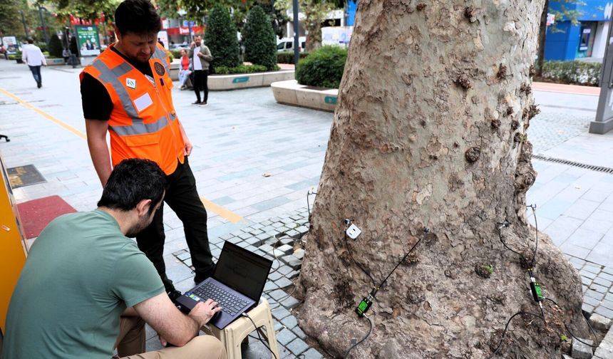 Asırlık ağaçlar tomografiyle korunacak