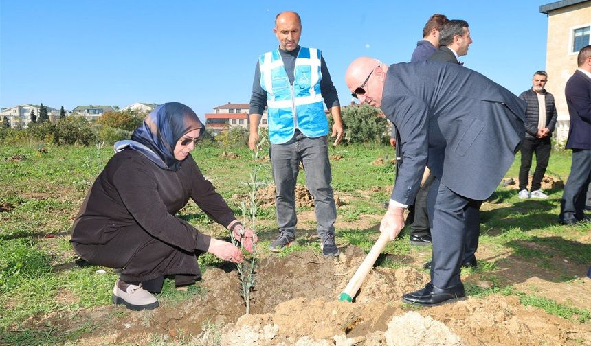 Zeytin Festivali’nde zeytin fidanları toprakla buluştu